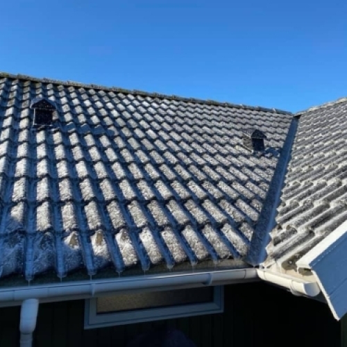 Tag med alger før algebehandling af tag